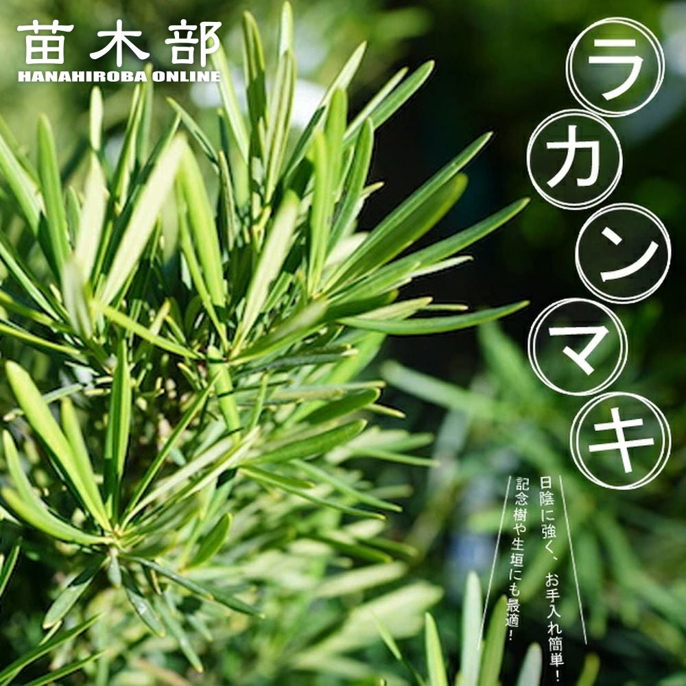 000000003550-01.jpg?size=l&w=