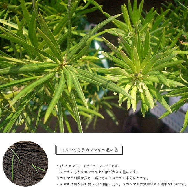 ラカンマキ庭木（年数持ち込み古い） ラカンマキ（羅漢槙） - 庭木図鑑 植木ペディア