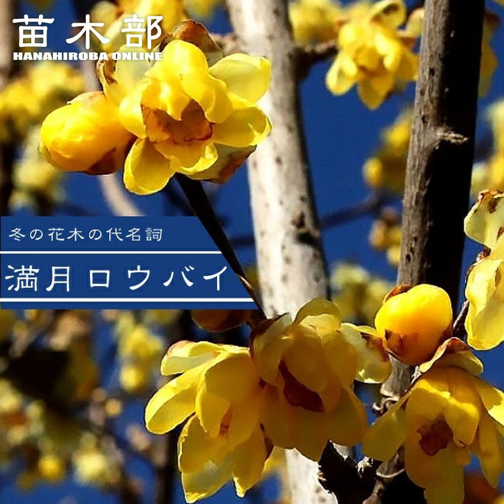 000000003559-01.jpg?size=m&w=