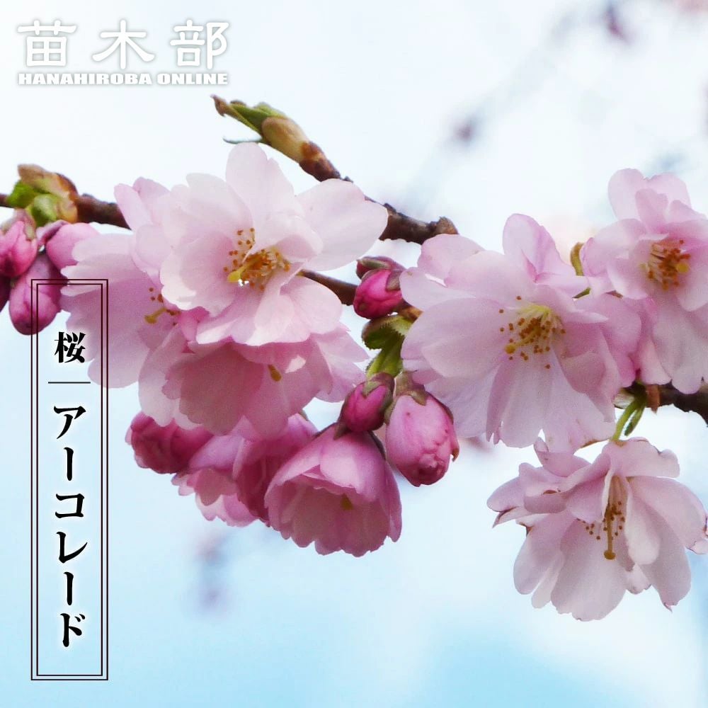 さくら 紅山桜 原種系 苗 販売 苗木部 By 花ひろばオンライン