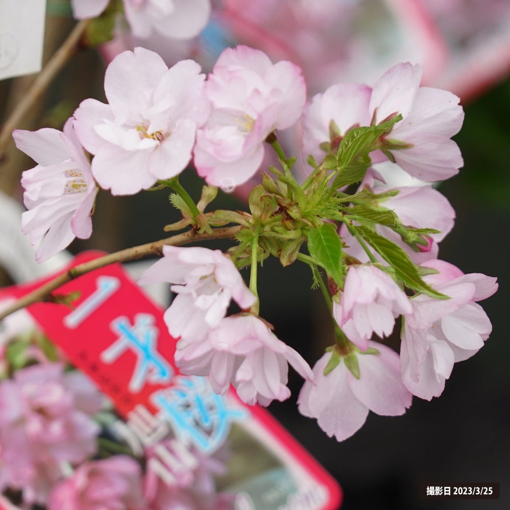 さくら サトザクラ系 旭山桜 苗 通販 苗木部 By 花ひろばオンライン