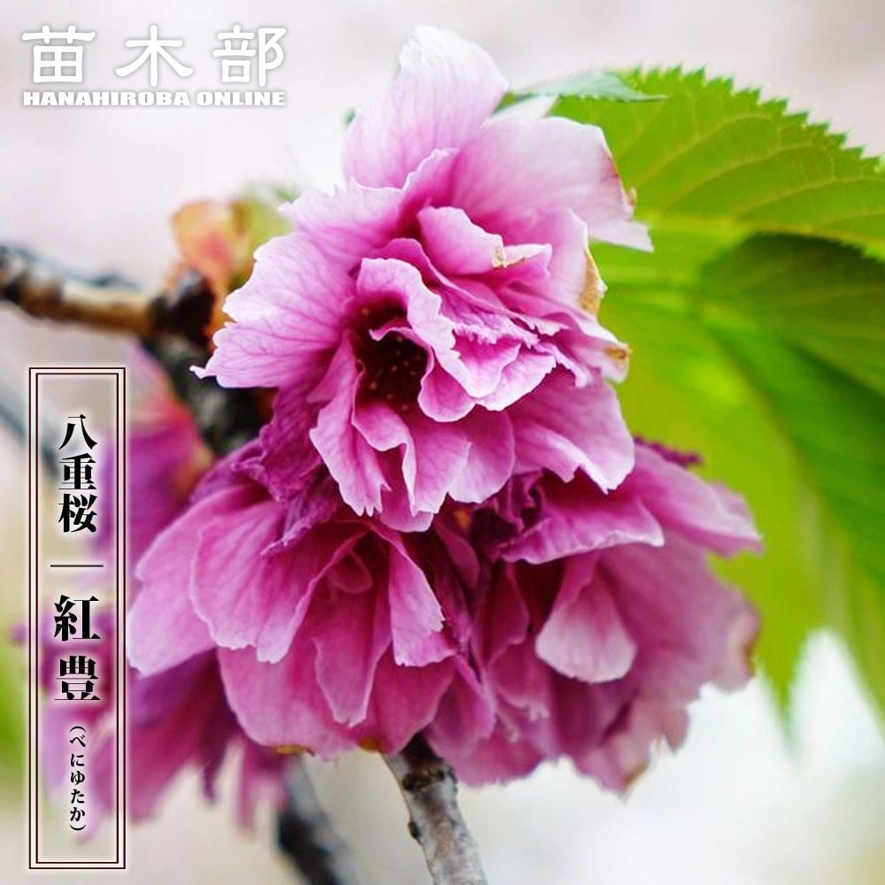 芍薬 西洋シャクヤク フェスティバマキシマ 苗 通販 苗木部 By 花