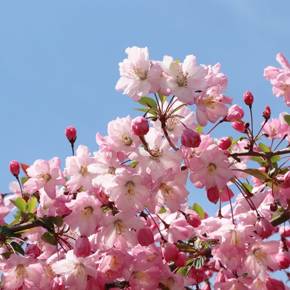 さくら 原種系 江戸彼岸桜 苗 販売 苗木部 By 花ひろばオンライン