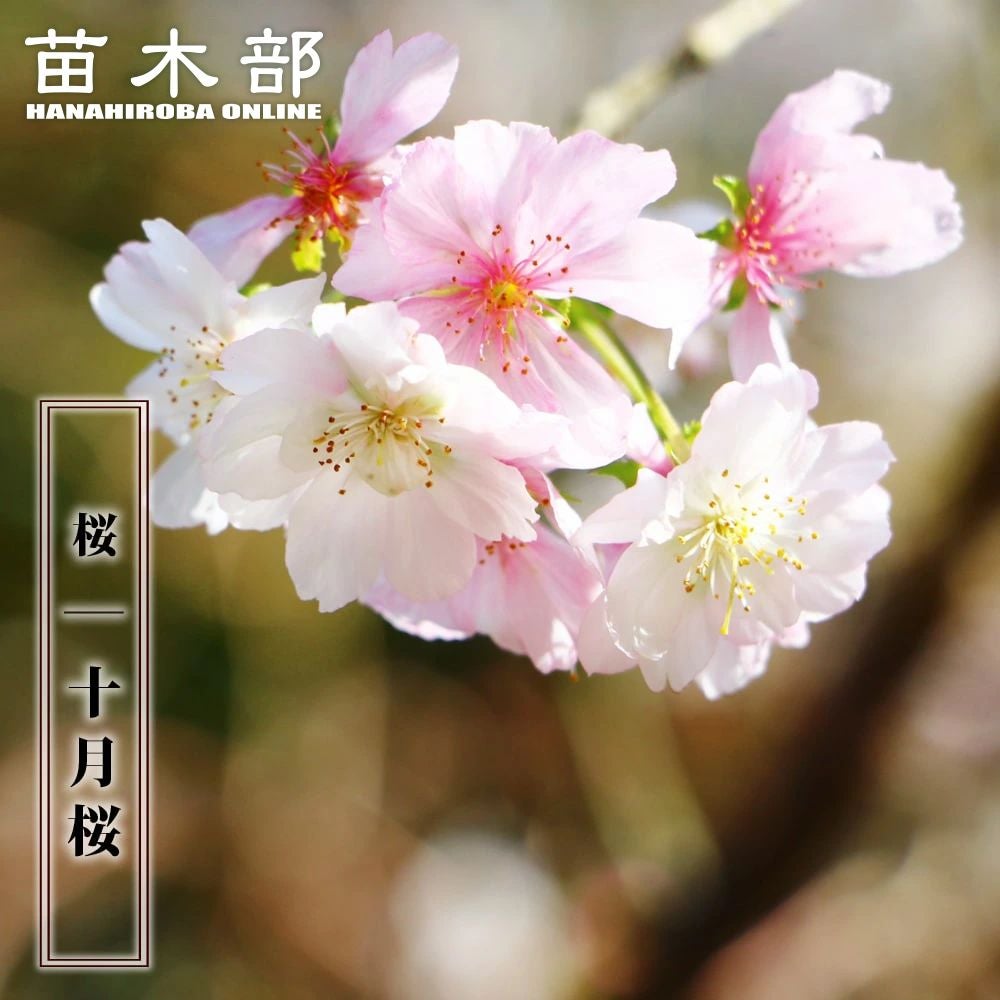 000000003582-01.jpg?size=m&w=