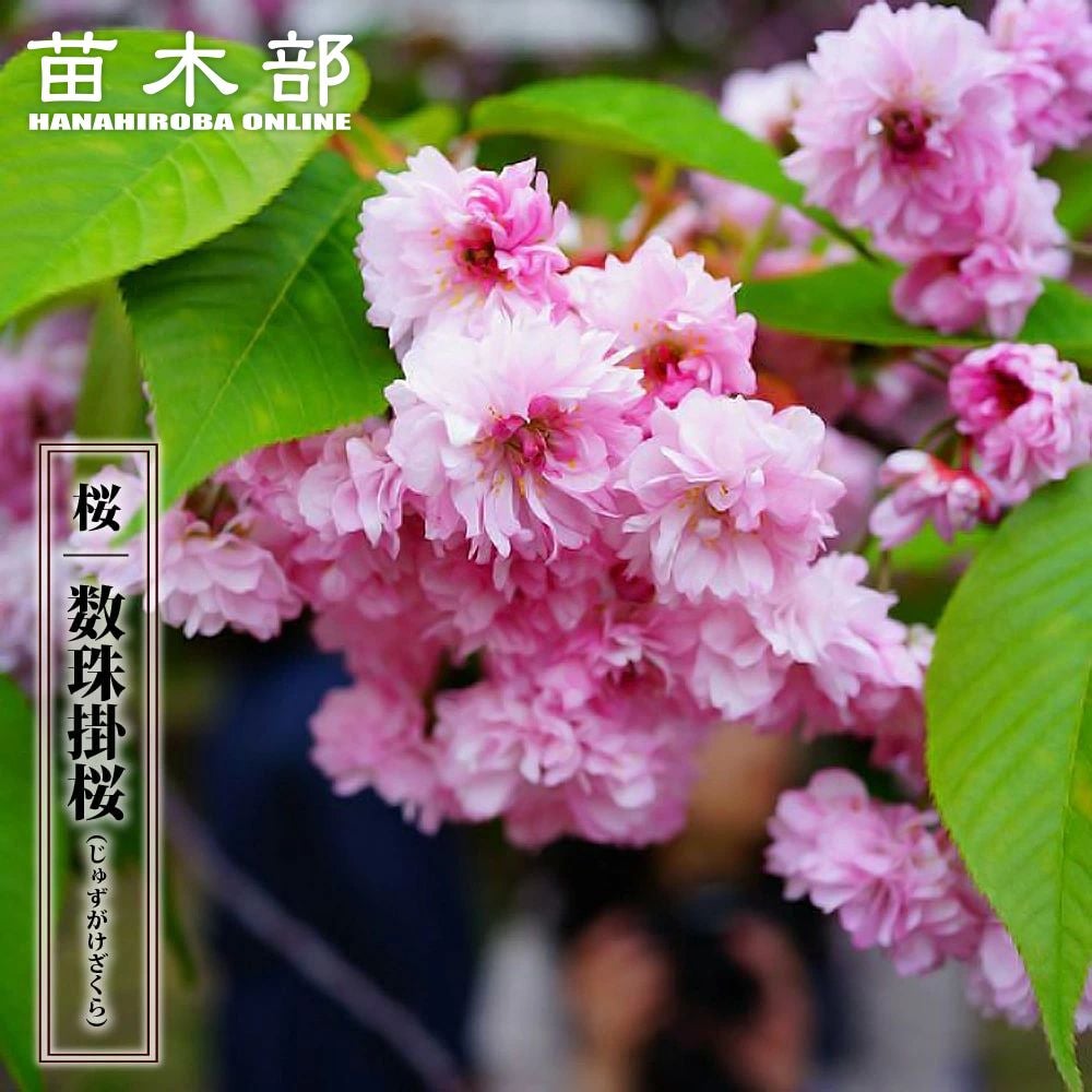 さくら 数珠掛桜 サトザクラ系 苗 販売 苗木部 By 花ひろばオンライン