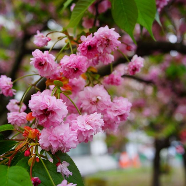 さくら 数珠掛桜 サトザクラ系 苗 販売 苗木部 By 花ひろばオンライン