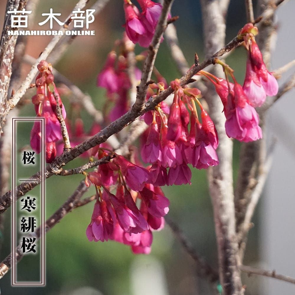 さくら水彩画　寒緋桜とめじろ　値段は※900円です 000000003584-01.jpg?size=l&w=