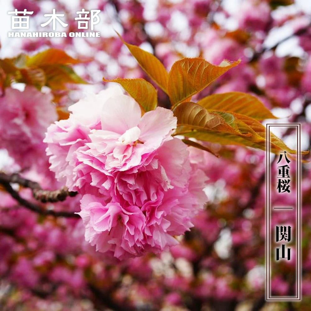 000000003585-01.jpg?size=l&w=