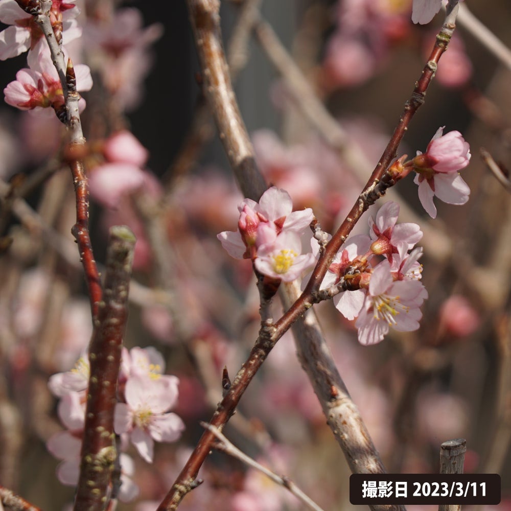 啓翁桜　終了となりました。 000000003587-05.jpg?size=l&w=