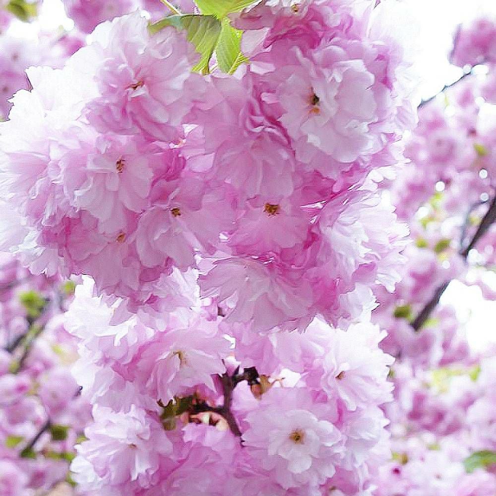 000000003589-06.jpg?size=l&w=