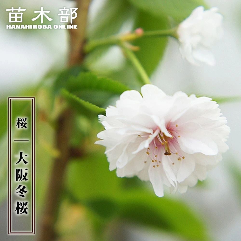冬桜様♡専用 000000003590-01.jpg?size=l&w=