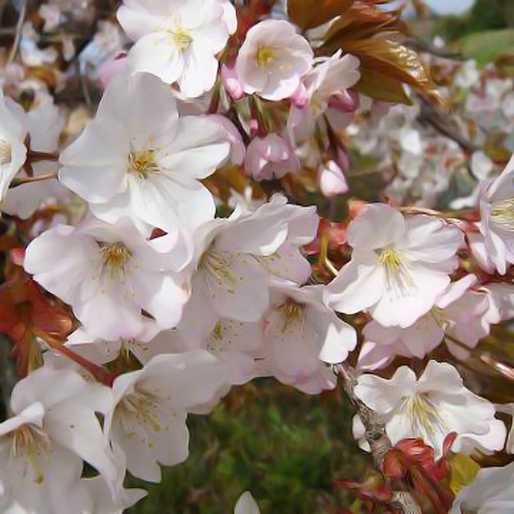 000000003605-04.jpg?size=l&w=