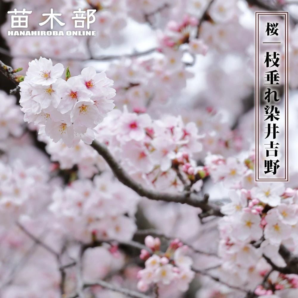 000000003606-01.jpg?size=m&w=