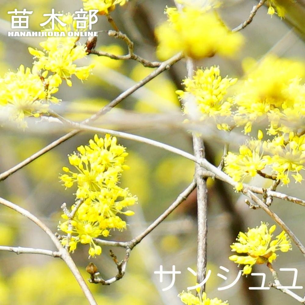 000000003609-01.jpg?size=l&w=