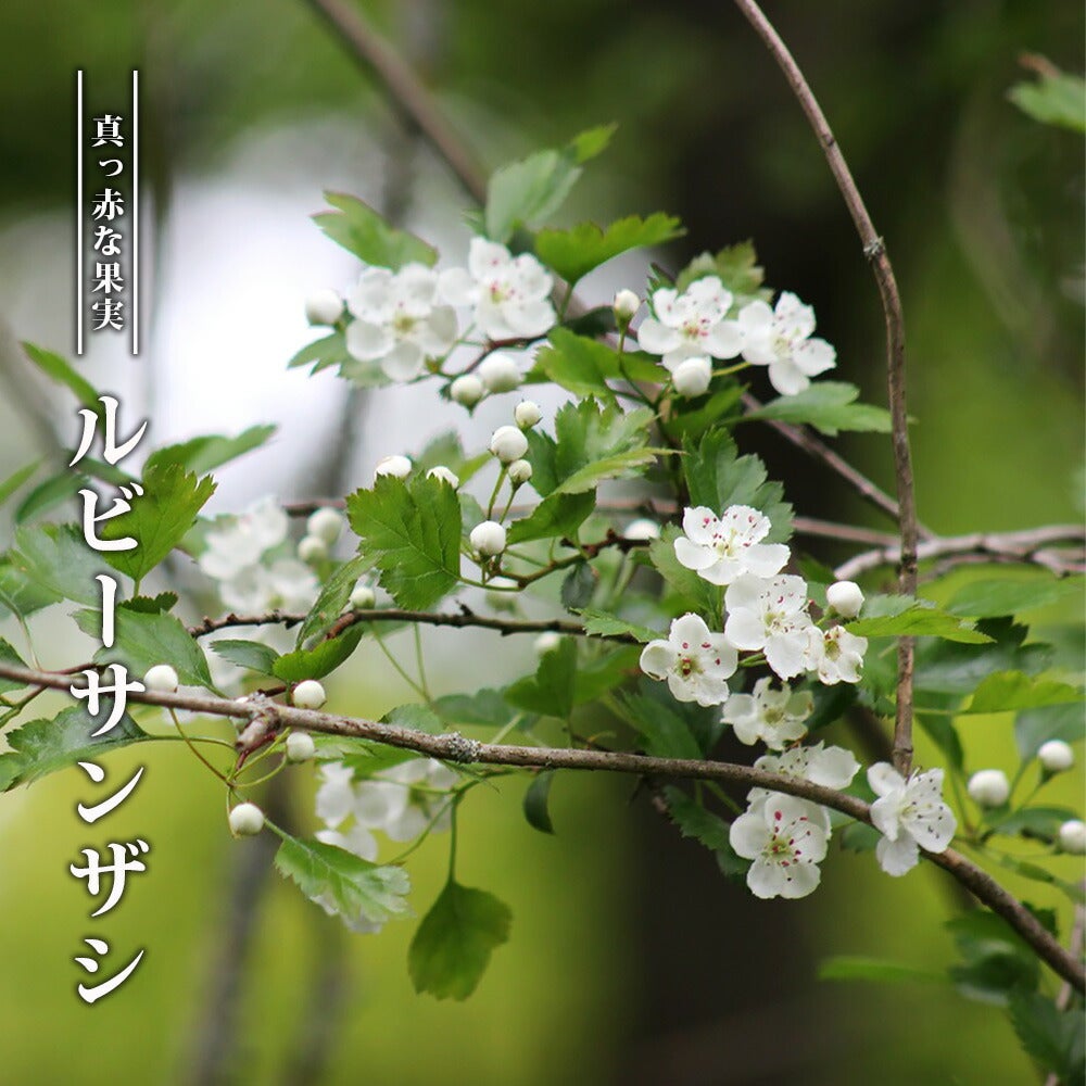 サンザシ ルビーサンザシ 苗 販売 苗木部 By 花ひろばオンライン