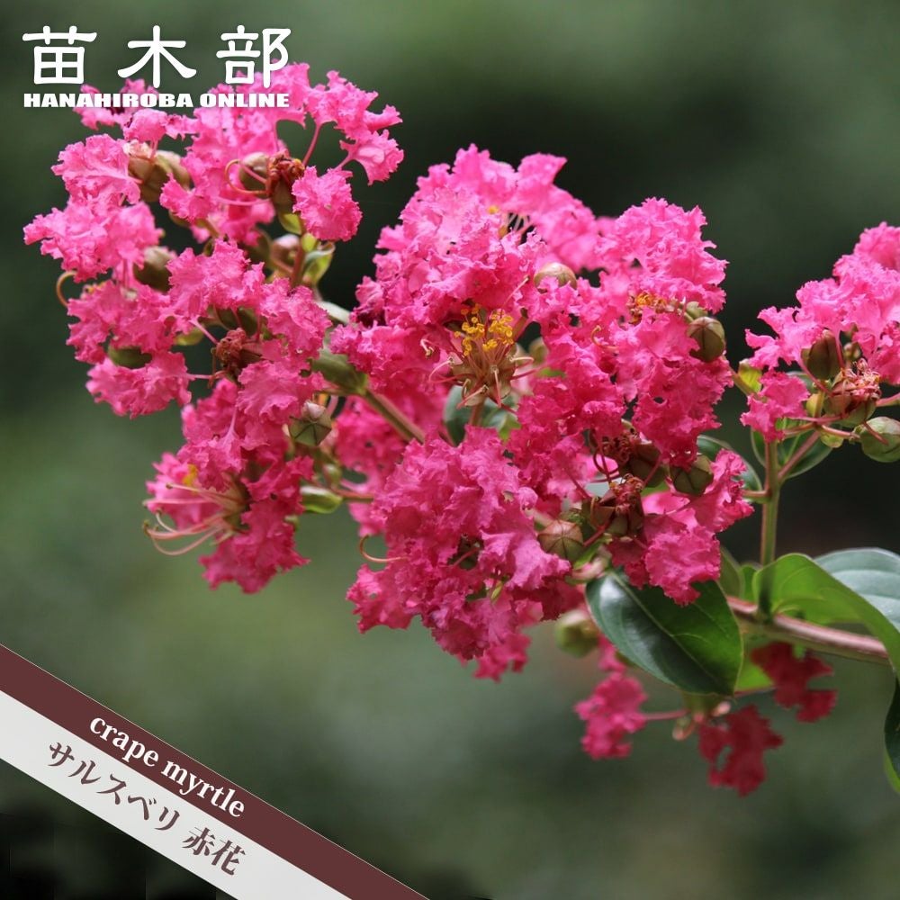 000000003613-01.jpg?size=m&w=
