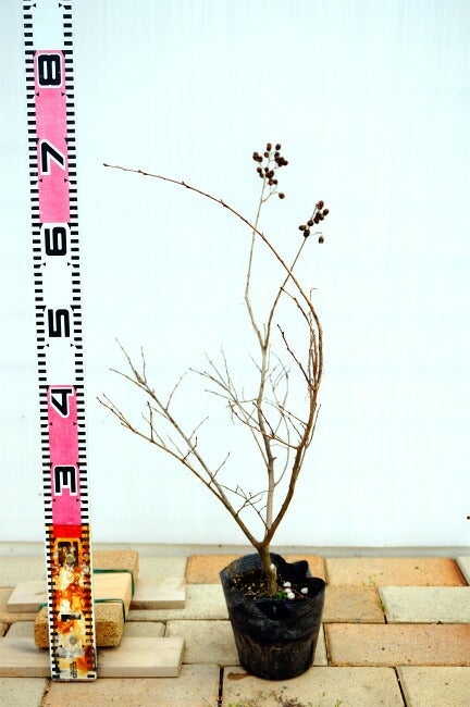 サルスベリ 紫花 苗 販売 苗木部 By 花ひろばオンライン