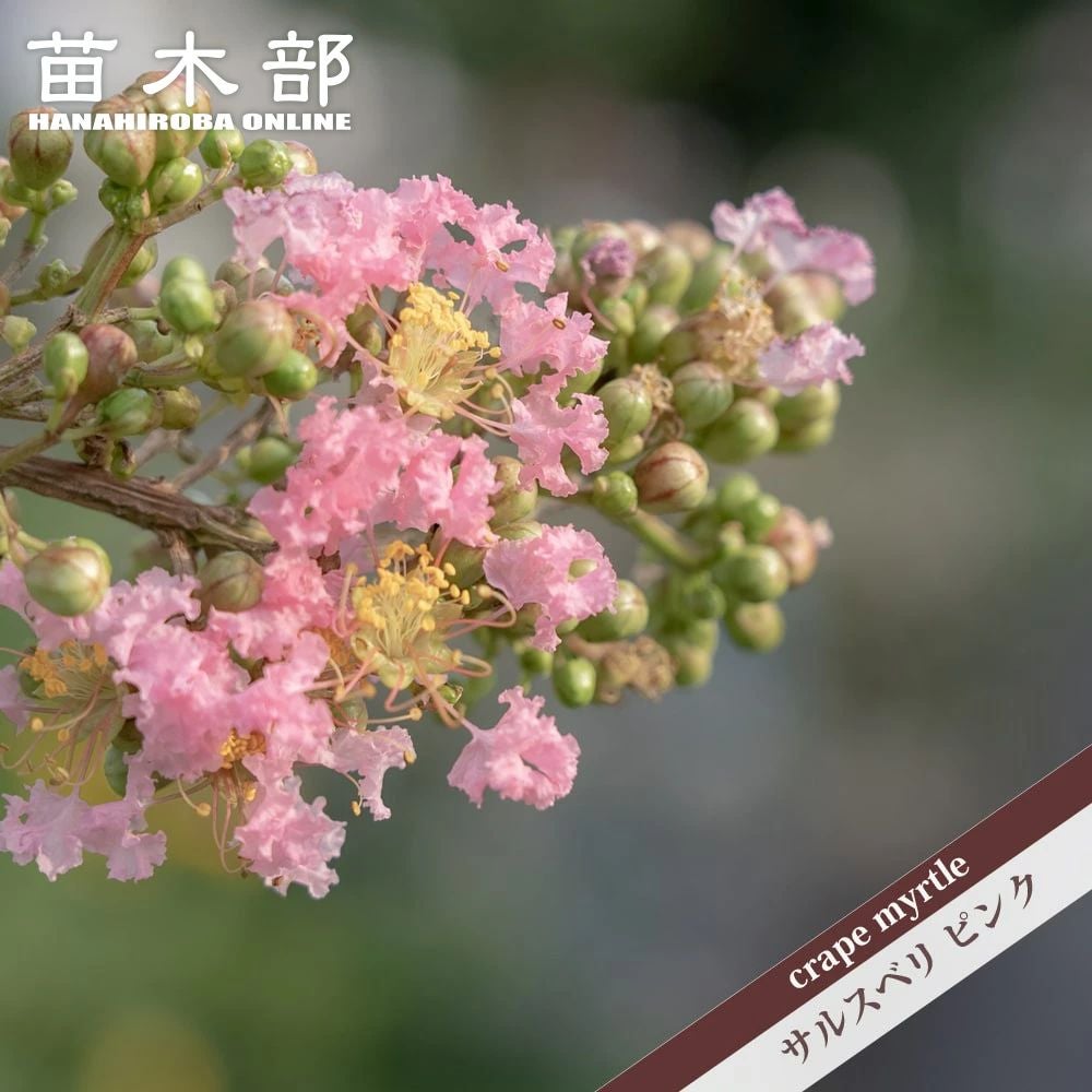 000000003619-01.jpg?size=l&w=