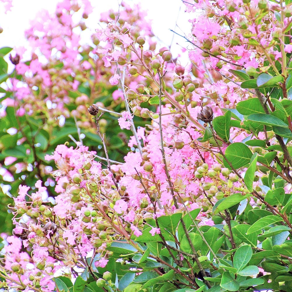 サルスベリ ピンク 苗 販売 苗木部 By 花ひろばオンライン