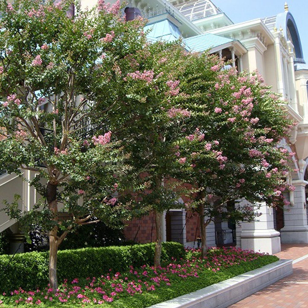 000000003619-03.jpg?size=l&w=