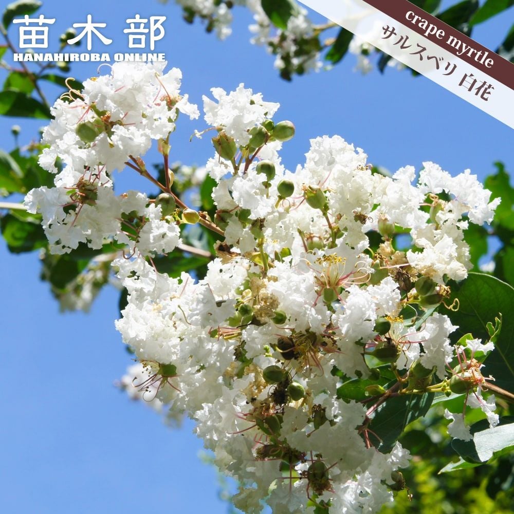 000000003620-01.jpg?size=l&w=