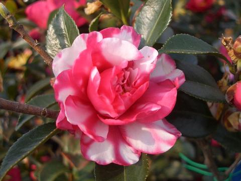 000000003633-01.jpg?size=m&w=