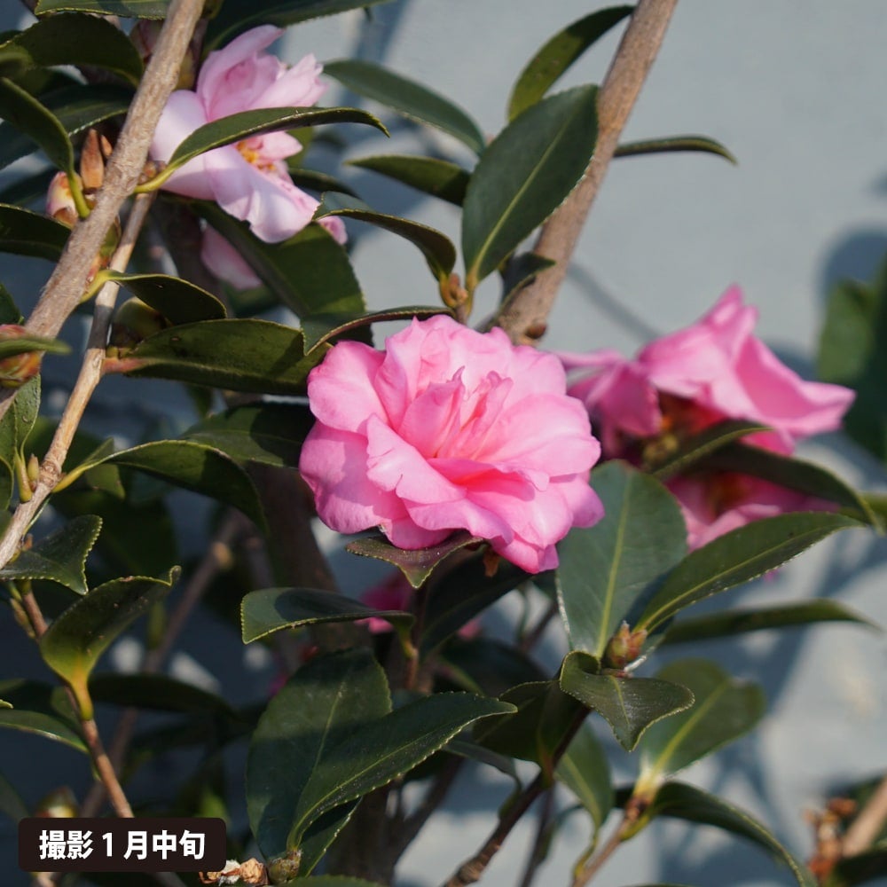 サザンカ 楽天市場】サザンカ 上羽飛鳥 鉢植え 山茶花 花鉢 アゲハアスカ : 園芸