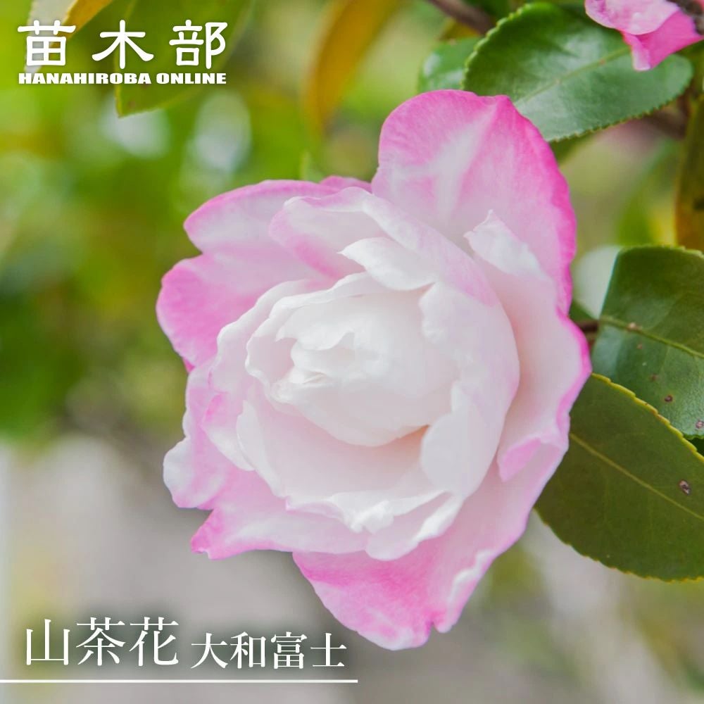 000000003635-01.jpg?size=l&w=