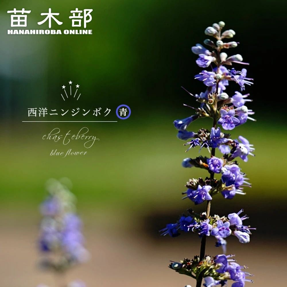西洋ニンジンボク 青花種 苗 販売 苗木部 By 花ひろばオンライン