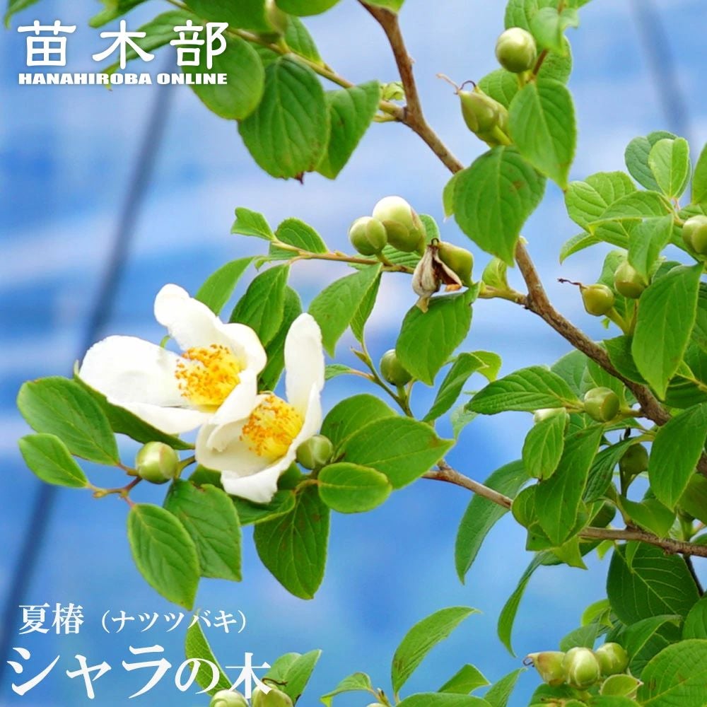 シャラノキ　ナツツバキ　株立ち　【品番3616】 ナツツバキ（シャラ） 販売