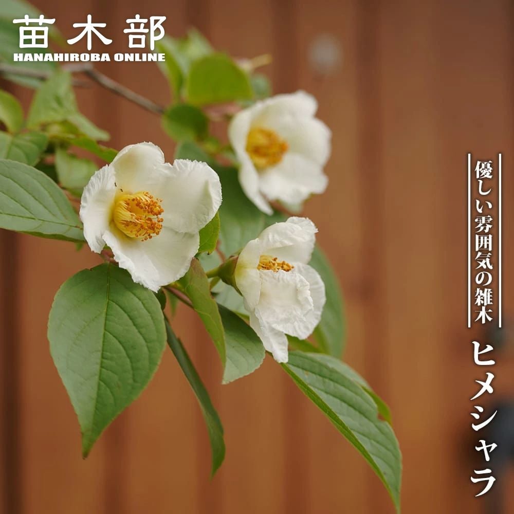 000000003643-01.jpg?size=l&w=