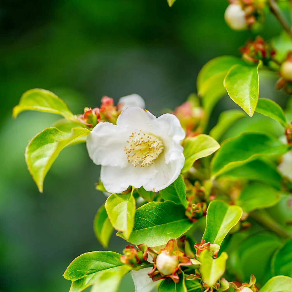 シャラノキ 夜明け前 苗 販売 苗木部 By 花ひろばオンライン