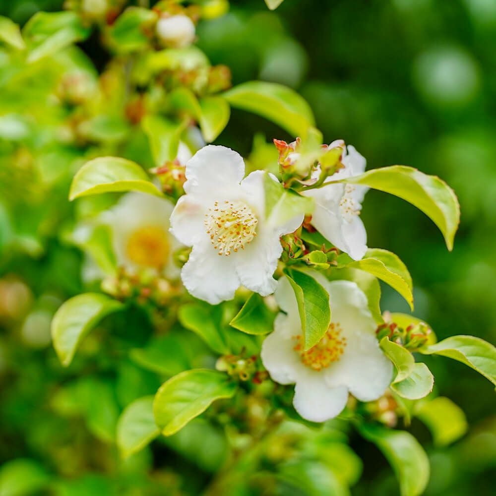 シャラノキ 夜明け前 苗 販売 苗木部 By 花ひろばオンライン