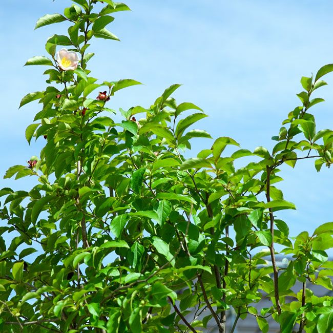 シャラノキ 夜明け前 苗 販売 苗木部 By 花ひろばオンライン