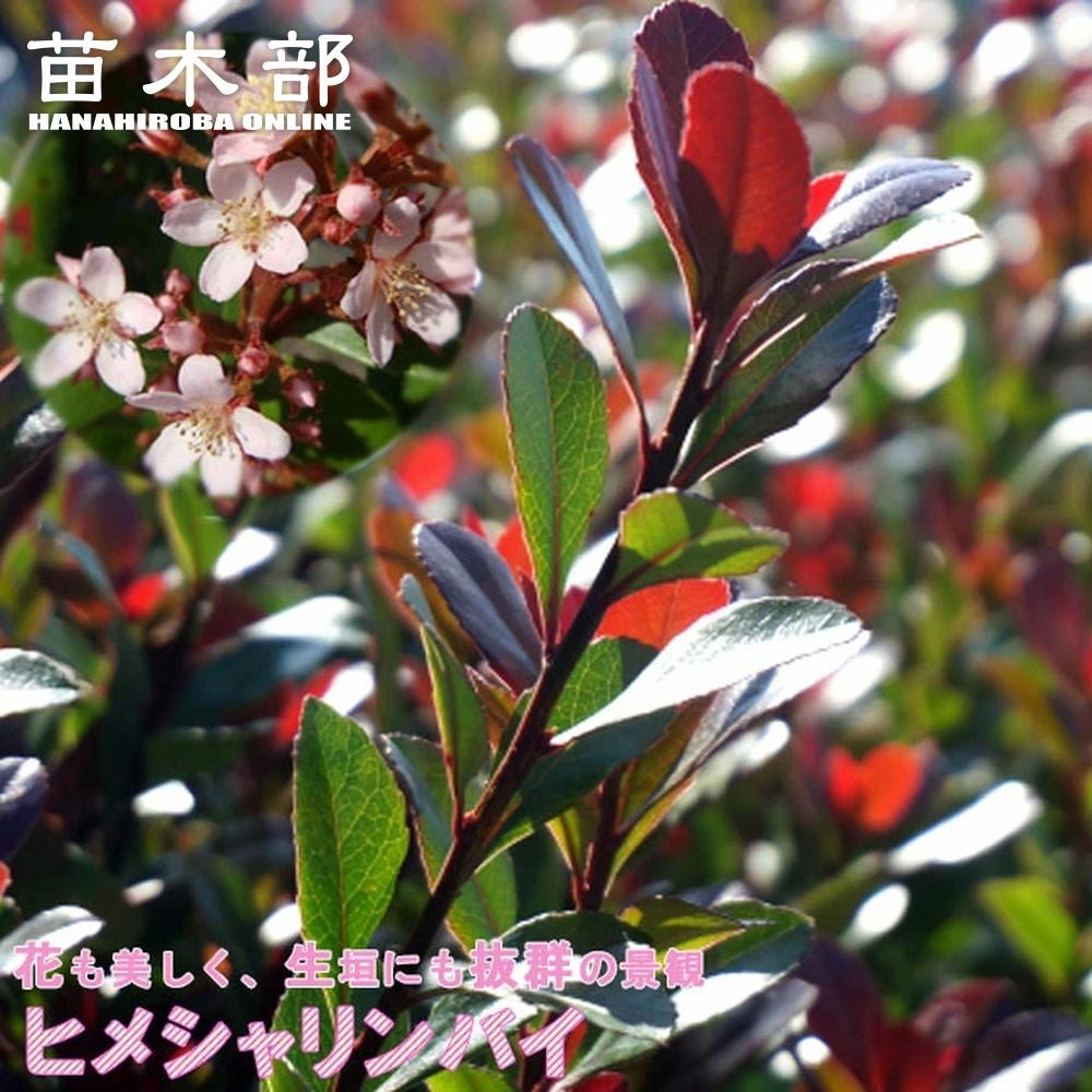 シャリンバイ マルバシャリンバイ 苗 通販 苗木部 By 花ひろばオンライン