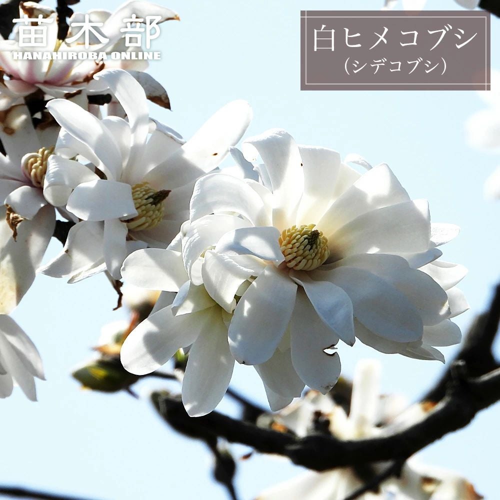 ヒメコブシ　白花　株立ち　シデコブシ　落葉樹 000000003657-01.jpg?size=l&w=