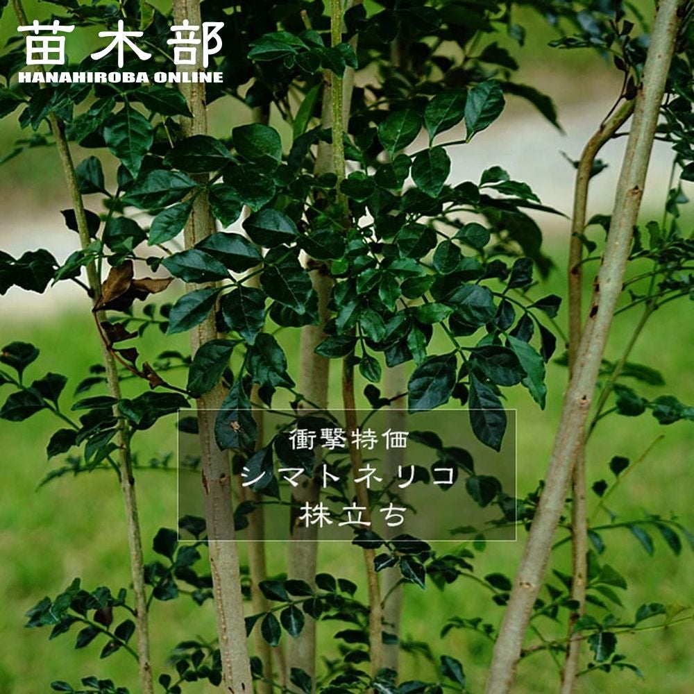 シマトネリコ | 苗木部 本店 By 花ひろばオンライン