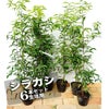 シラカシ 生垣用 6本セット