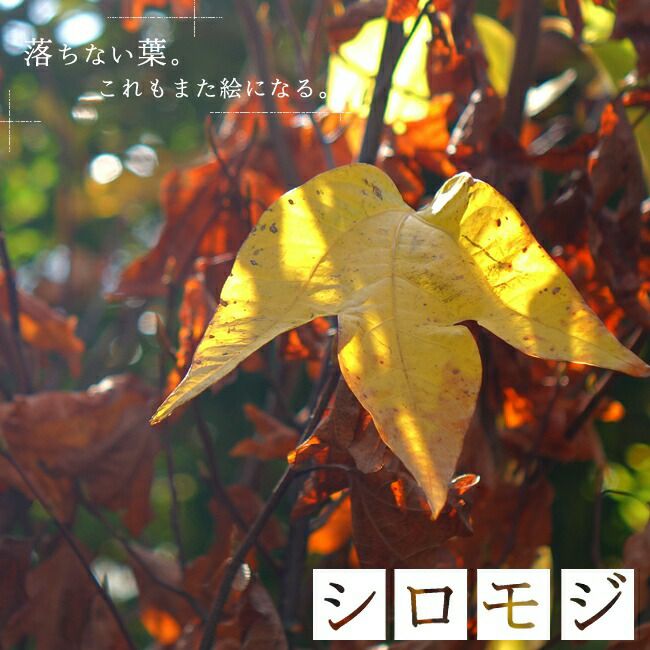 000000003679-01.jpg?size=l&w=