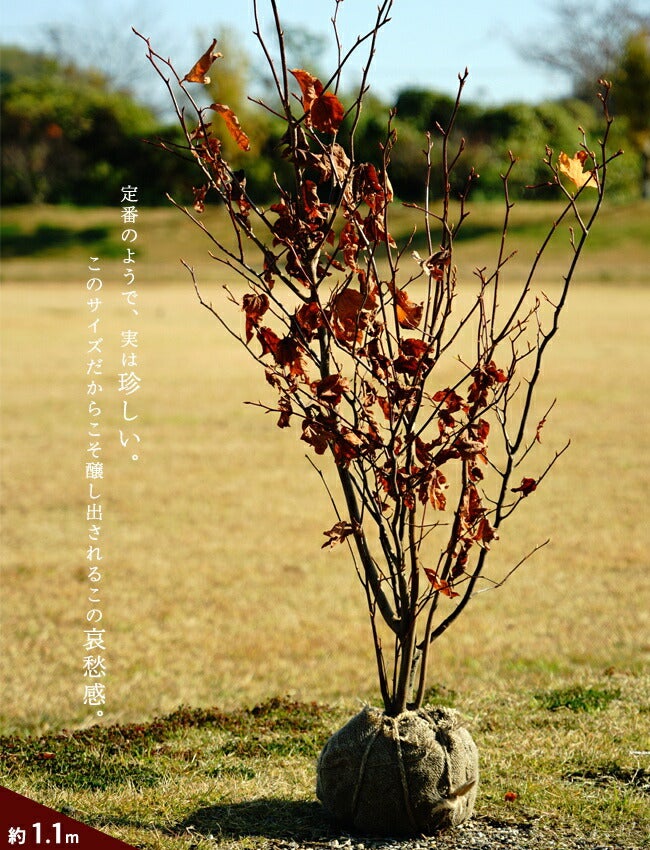 000000003679-03.jpg?size=l&w=