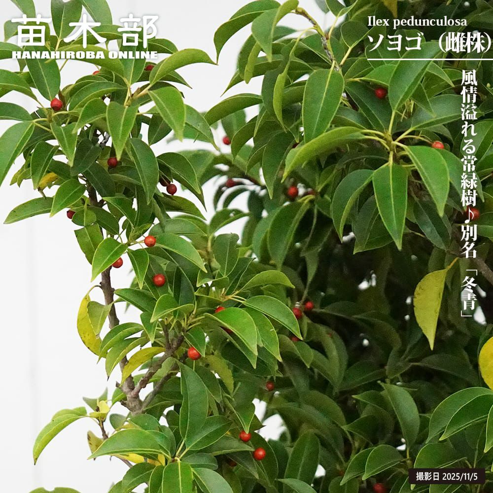 ソヨゴ 苗 通販 苗木部 By 花ひろばオンライン