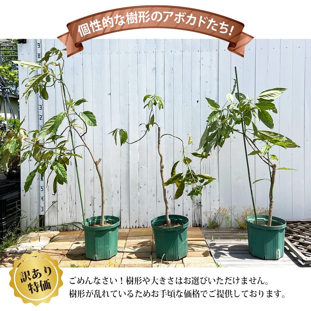 000000103609-03.jpg?size=l&w=