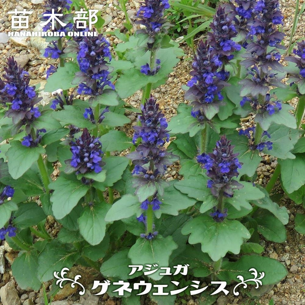 アジュガ | 苗木部 本店 By 花ひろばオンライン