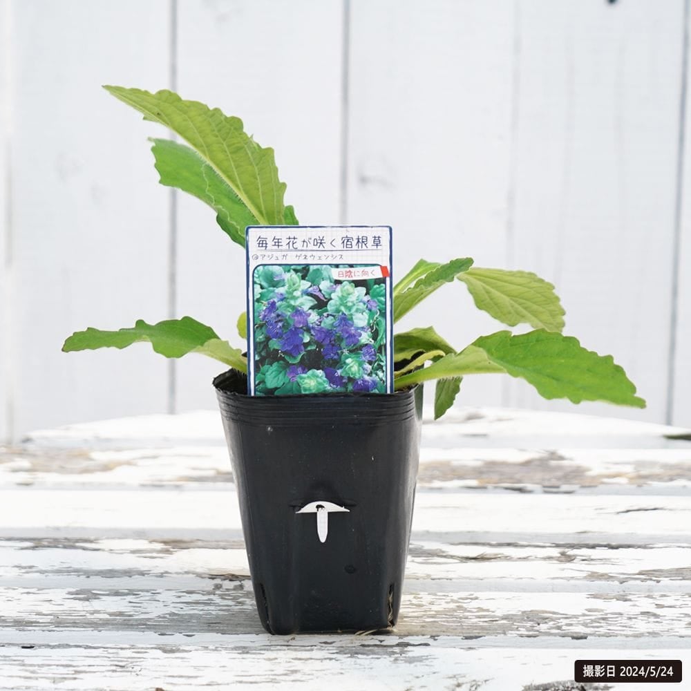 000000103694-02.jpg?size=l&w=