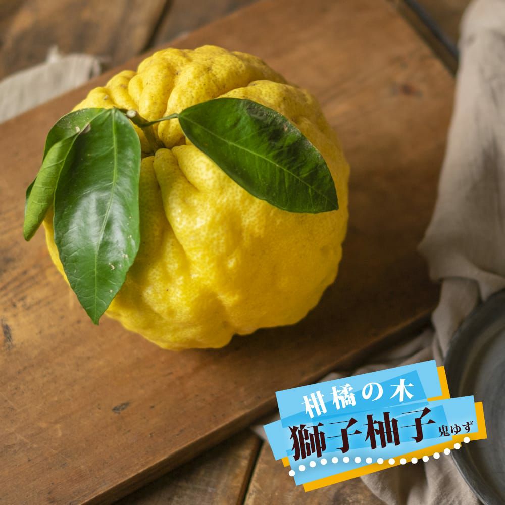 ゆず 000000103697-01.jpg?size=m&w=