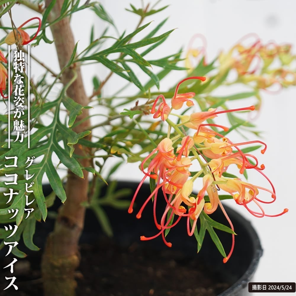 000000103698-01.jpg?size=l&w=