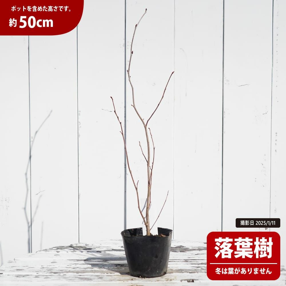 トサミズキ トサミズキ 苗 販売 苗木部 By 花ひろばオンライン