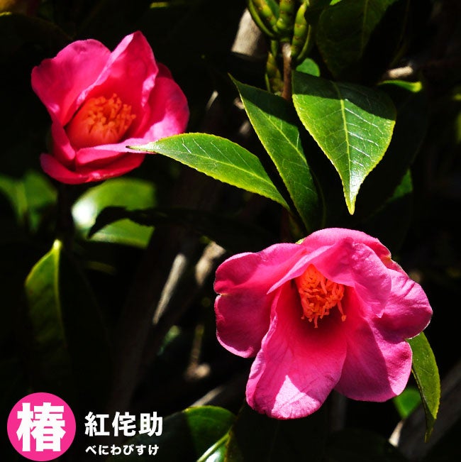 紅菊月 べにきくづき 椿 【公式通販】