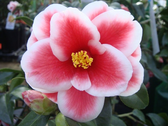 000000003739-02.jpg?size=l&w=