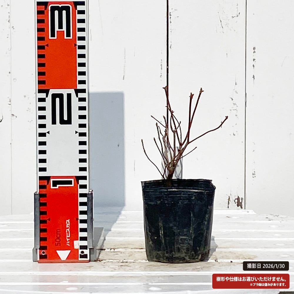 ツツジ アカヤシオ 苗 販売 苗木部 By 花ひろばオンライン